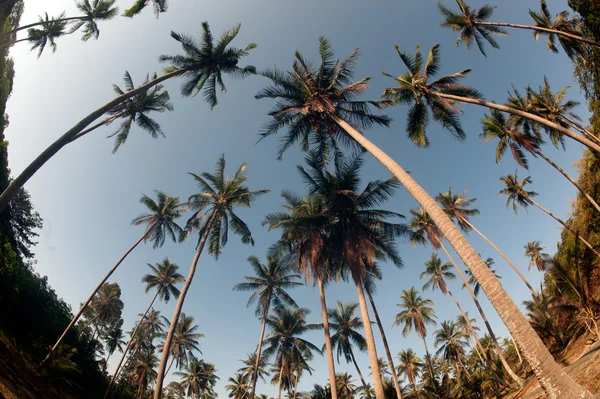 Вид на кокосовые пальмы . — стоковое фото