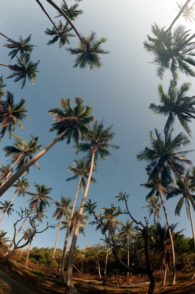 Вид на кокосовые пальмы . — стоковое фото