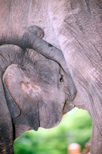 Relationship Thai Elephant calf and mom.