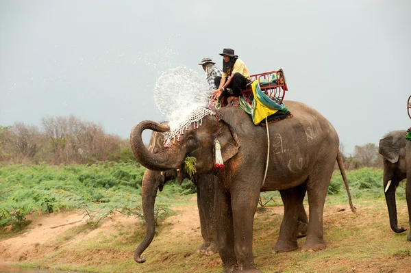 Felicidade da família de elefantes com água após o desfile de Ordenação em — Fotografia de Stock