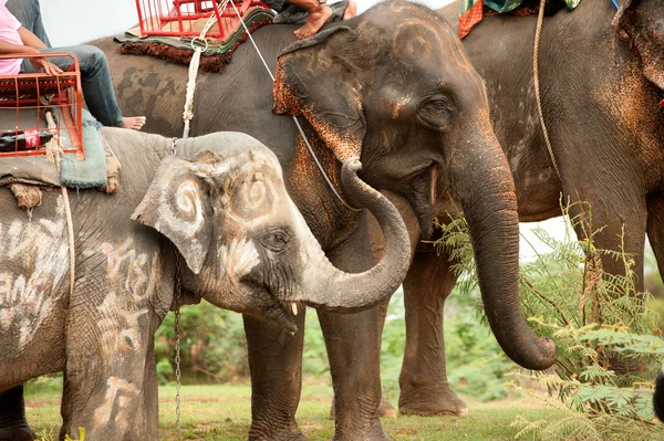 Elephant  family hapiness with water after Ordination parade on — Stock Photo, Image