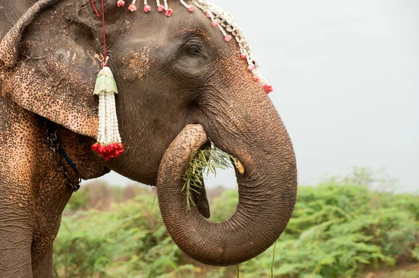 Felicidade de elefante com água após desfile de ordenação em elefante — Fotografia de Stock