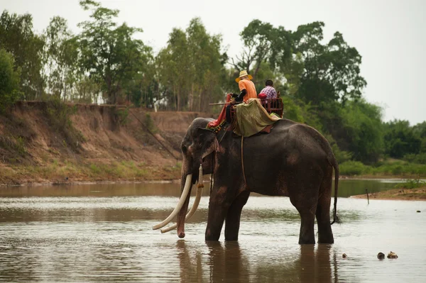 Felicidade de elefante com água após desfile de ordenação em elefante — Fotografia de Stock