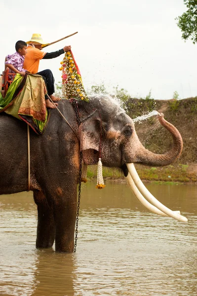 Felicidade de elefante com água após desfile de ordenação em elefante — Fotografia de Stock