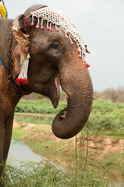 Felicidade de elefante com água após desfile de ordenação em elefante — Fotografia de Stock