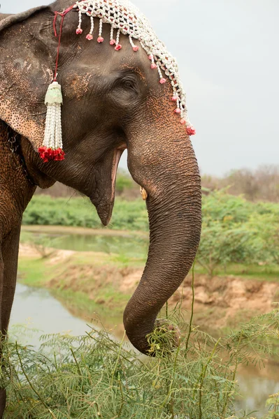 Felicidade de elefante com água após desfile de ordenação em elefante — Fotografia de Stock