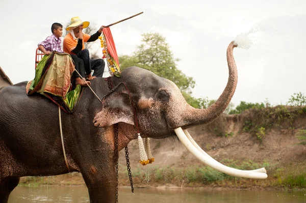 Elephant hapiness with water after Ordination parade on elephant — Stock Photo, Image