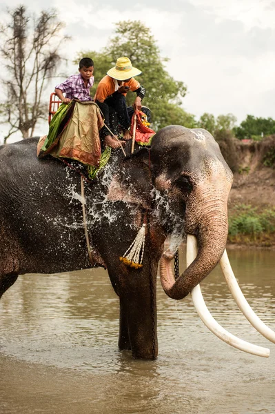 Felicidade de elefante com água após desfile de ordenação em elefante — Fotografia de Stock