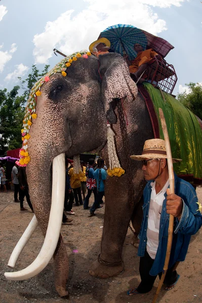 Desfile de ordenação nas costas do elefante Festival . — Fotografia de Stock