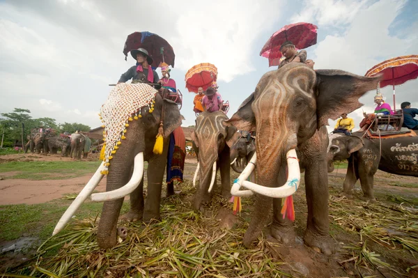 Prästvigning parad på elephant's tillbaka Festival. — Stockfoto