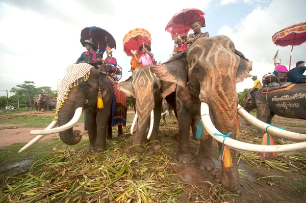 Prästvigning parad på elephant's tillbaka Festival. — Stockfoto