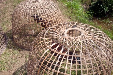 Kümes içinde Tay dövüş horozu.