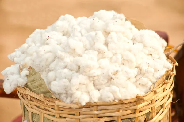 Cotton plantation . — Stock Photo, Image