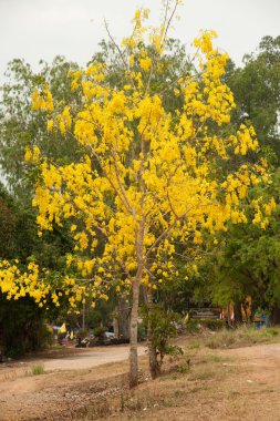 duş altın ağacı.