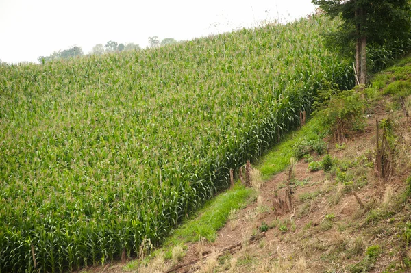 Corn plantation . — Stock Photo, Image