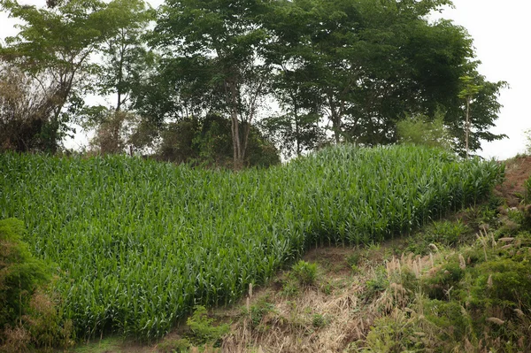 Corn plantation . — Stock Photo, Image