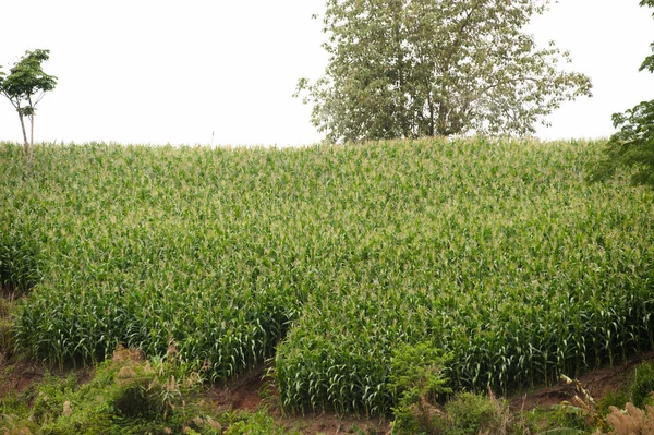 Corn plantation . — Stock Photo, Image