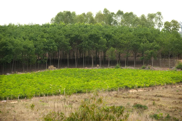 Plantación de eucalipto . — Foto de Stock