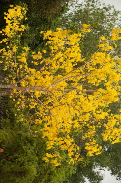 Золотое дерево душа . — стоковое фото