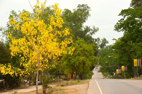 Chuveiro dourado . — Fotografia de Stock