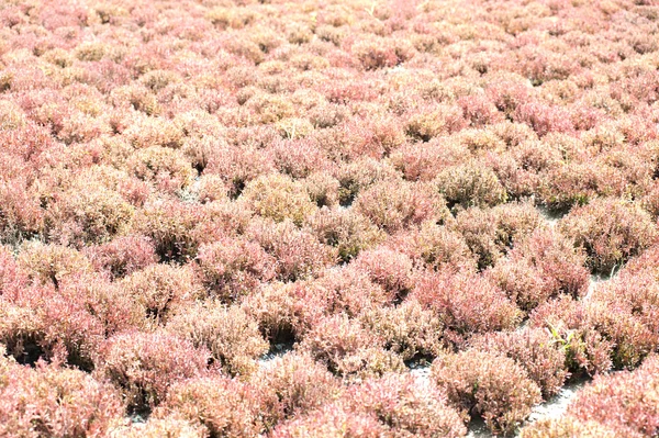 Згусток рожевих дерев в маленькому садовому орнаменті . — стокове фото
