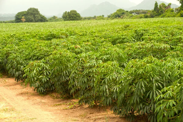 Champ de manioc  . — Photo