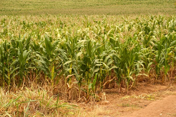 Maisfeld. — Stockfoto