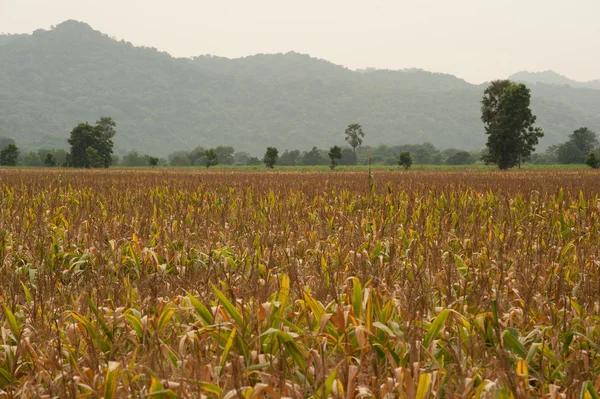 Corn field. — Stock Photo, Image