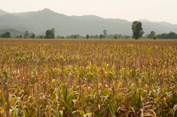 Corn field. — Stock Photo, Image