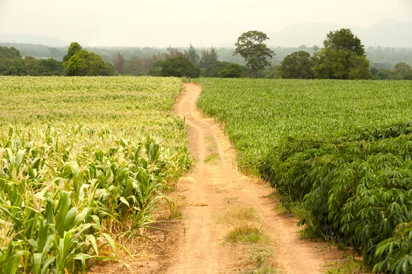 Fußweg auf dem Feld. — Stockfoto