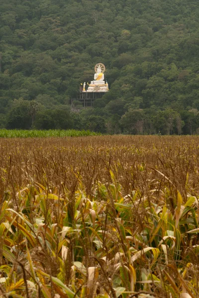 Buda blanco al aire libre en la montaña cerca del campo de maíz . —  Fotos de Stock