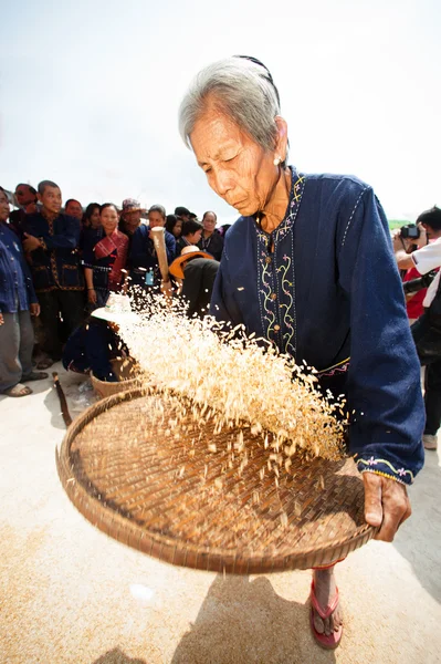 Phutai minoría mujer aventando arroz. —  Fotos de Stock