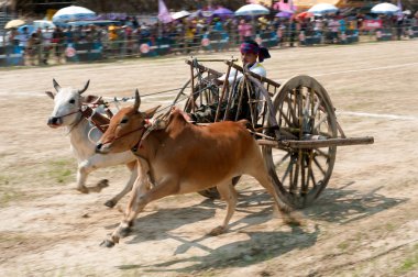 Tayland'da yarış öküz arabası.