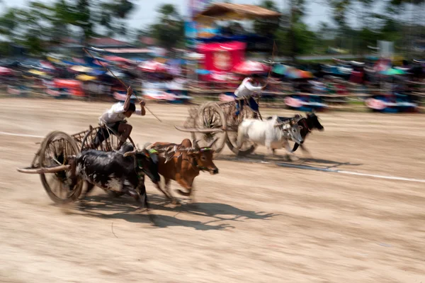 Ox cart racing in Thailand. — Stock Photo, Image