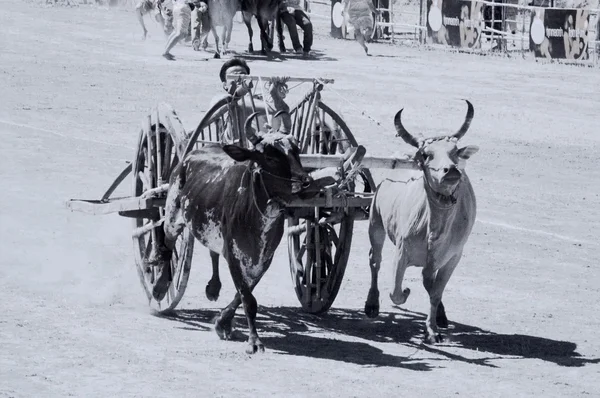 Course de chariots de boeuf en Thaïlande . — Photo