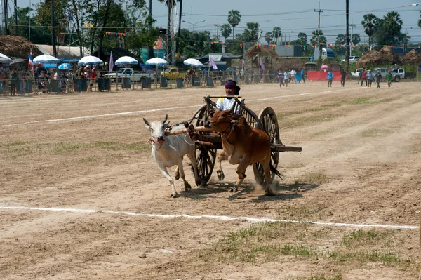 Carrinho de boi corridas na Tailândia . — Fotografia de Stock