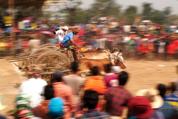Oxe cart racing i Thailand. — Stockfoto