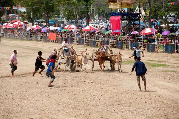 Ochsenkarrenrennen in Thailand. — Stockfoto