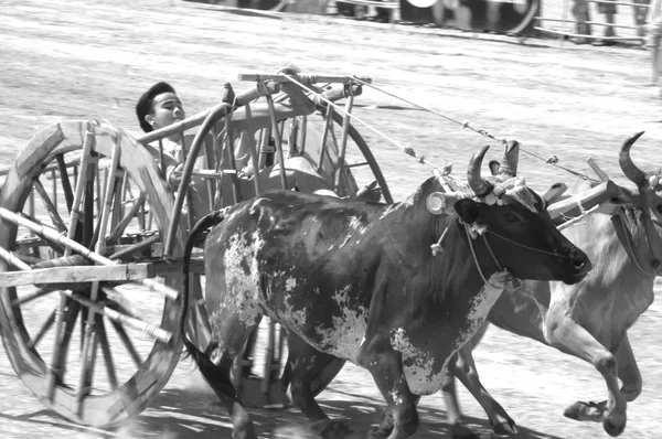 Course de chariots de boeuf en Thaïlande . — Photo