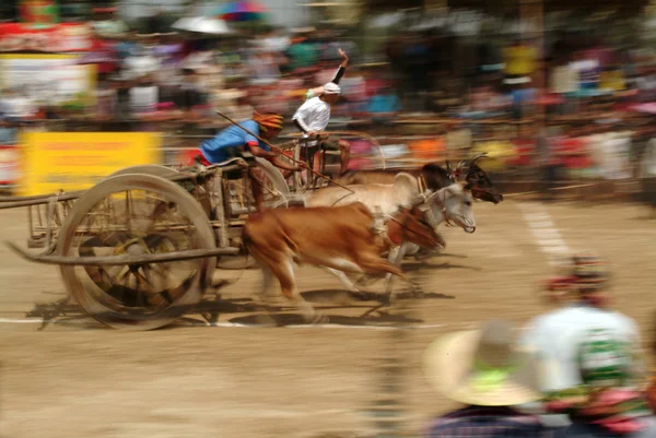 Carrinho de boi corridas na Tailândia . — Fotografia de Stock