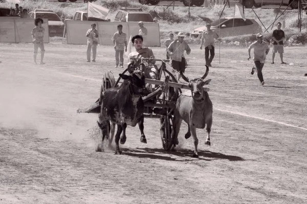 Ox cart racing in Thailand. — Stock Photo, Image