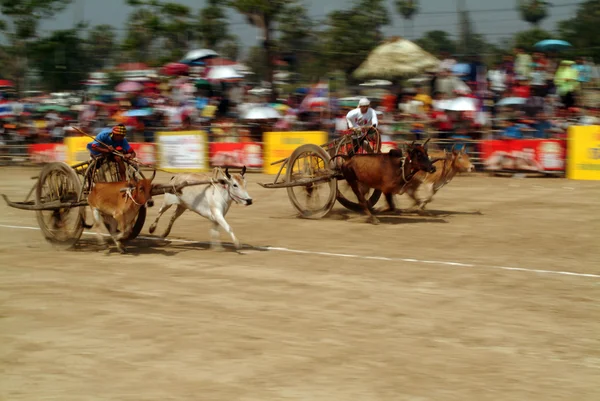 Course de chariots de boeuf en Thaïlande . — Photo
