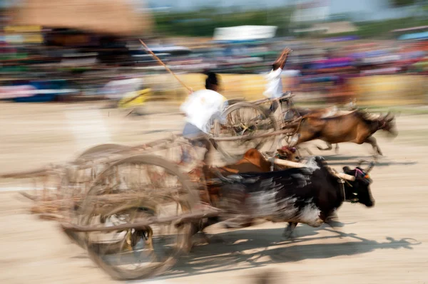 Carreras de carritos de Buey en Tailandia . —  Fotos de Stock