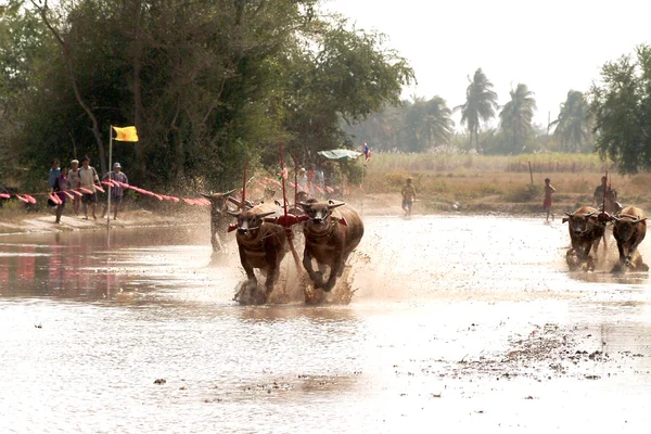 Course de buffles d'eau en Thaïlande . — Photo