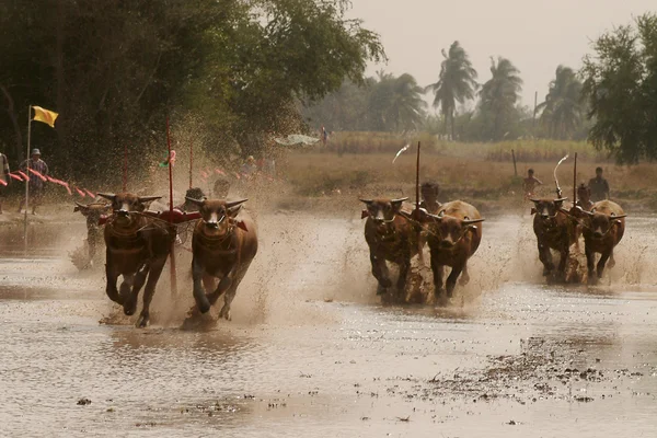 Waterbuffel racen in Thailand. — Stockfoto