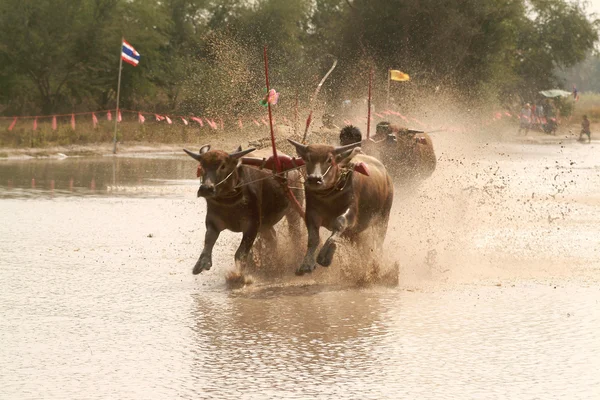 Carreras de búfalos de agua en Tailandia . —  Fotos de Stock