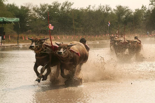 Course de buffles d'eau en Thaïlande . — Photo