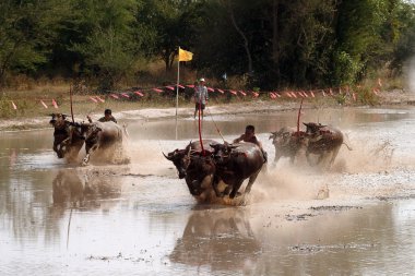 Manda Tayland'da yarış.