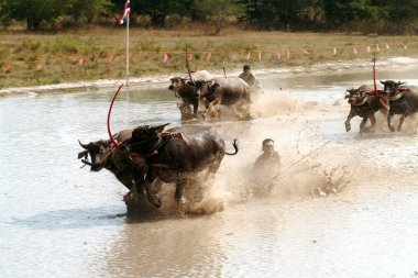 Manda Tayland'da yarış.
