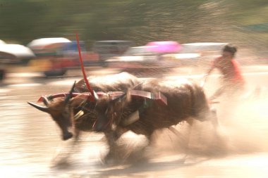 Manda Tayland'da yarış.